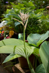 Pot grown Giant Hosta flowerering in the North Yorkshire smallholding garden at 900ft. UK