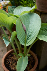 Pot grown Giant Hosta flowerering in the North Yorkshire smallholding garden at 900ft. UK