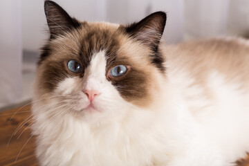 Face of a cute Ragdoll cat