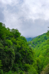 Vibrant green mountain valley covered with dense forest beneath a dramatic sky. The mist and...