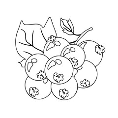 currant branch outline, healthy berries coloring page