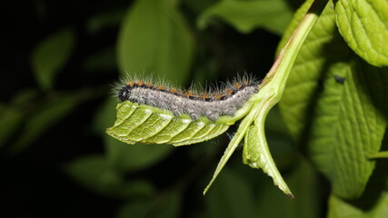 caterpillar on a leaf