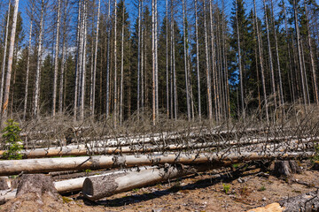 Forest dieback. Environmental disaster and damage in conifer woodland with fallen tree trunks...