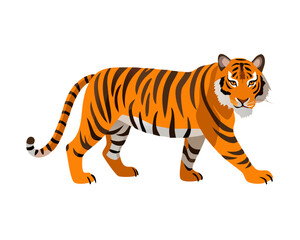 tiger on white background