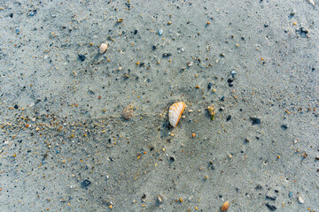 Shells on the Sea Shore