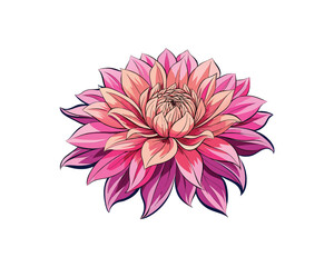 Pink Chrysanthemum Watercolor Illustration
Tropical Mum Flower Hand-Drawn Watercolor vector Art