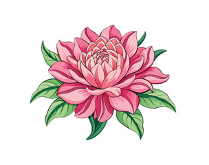 Pink Chrysanthemum Watercolor Illustration
Tropical Mum Flower Hand-Drawn Watercolor vector Art