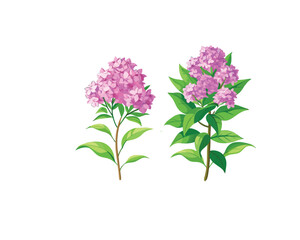 "Pink Oleander Flower Bushes – Hand-Drawn Botanical Illustration Isolated on" Blooming Rhododendron Trees in Spring Garden Illustration"
 White Background"
