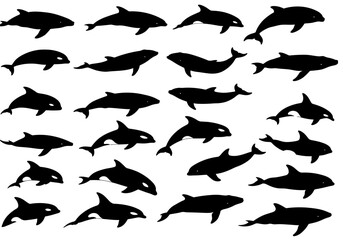Oceanic Mammal Silhouettes A Diverse Collection of Marine Wildlife Depicting Swimming Dolphins Whales and Porpoises in Simple Graphic Representation Undersea World