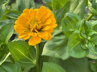 Up close photography of beautiful yellow flower with outstretched pedals on green leaves outdoors in Summer with vibrant colors and details