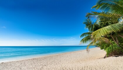 Fototapeta premium tropical beach with palm trees and ocean view isolated on transparent cutout background