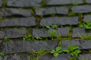 A charming cobblestone path with vibrant grass and greenery thriving between the stones showcases natures ability to reclaim urban spaces, highlighting organic growth in cities