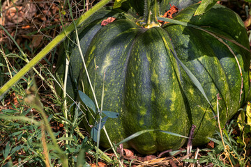 Large green pumpkin grows in field. Topic - agriculture, harvest