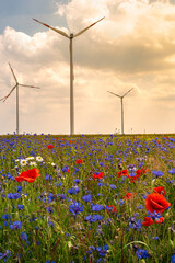 Cover page with beautiful meadow field farm landscape, poppies and marguerite flowers, wind turbines to produce green energy in Germany, at sunset warm illumination and blue sky.