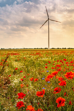 Cover page with beautiful meadow field farm landscape, poppies and marguerite flowers, wind turbines to produce green energy in Germany, at sunset warm illumination and blue sky.