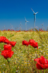 Cover page with beautiful meadow field farm landscape, poppies and marguerite flowers, wind turbines to produce green energy in Germany, at sunset warm illumination and blue sky.