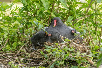 A Moorhen (Gallinula chloropus) on its nest broods its few-day-old chicks.