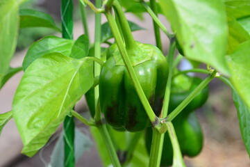 Close-up of a ripe green bell pepper growing on the plant