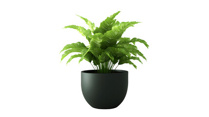 Vibrant green  plant with lush leaves in a sleek black pot, perfect for home or office decor, isolated on a white or transparent  background