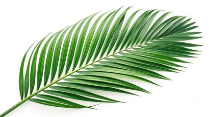 Obraz premium Tropical green leaf display nature background close-up photography lush environment natural beauty for eco-design inspiration