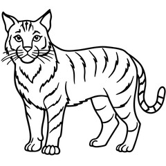 Wildcat Sketch line art vector