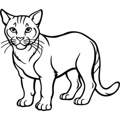 Wildcat Sketch line art vector