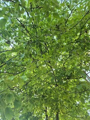 green leaves background