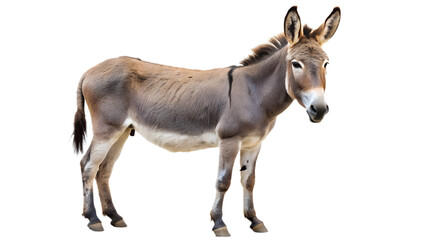 donkey isolated on white background