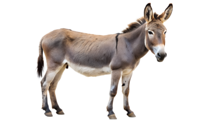 donkey isolated on white background