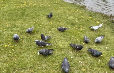 Pigeons gather beautifully at the serene water's edge in the park and eat bread. A cheerful flock...