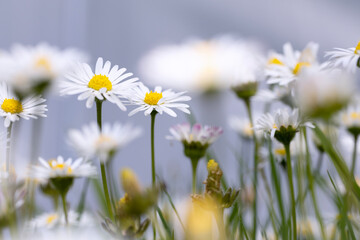 A vibrant summer meadow dotted with blooming daisies, bathed in soft sunlight. A peaceful, rural landscape full of wildflowers and natural life