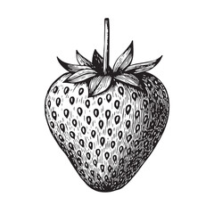 Vector illustration of strawberries as an old illustration engraving