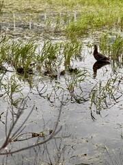 An adorable female duck and her adorable ducklings are sitting in a swamp on a pond. A safe place for the chicks