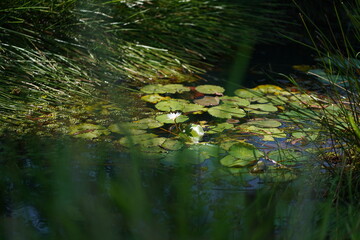 Serene Pond Scene Water Lilies and Lush Greenery
