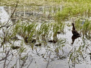 An adorable female duck and her adorable ducklings are sitting in a swamp on a pond. A safe place for the chicks