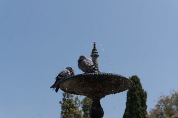 Pigeons cooling off in a fountain in Tarragona, Spain