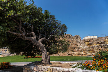 A windswept tree in Tarragona, Spain