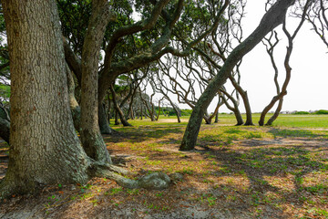 Fototapeta premium old, wild, windswept oak trees along the atlantic coast