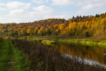 Blooming yellow field with small tree and forest in the background in Tuchkovo, Russia during sunny...