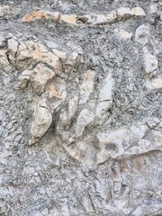 Naklejka premium old stone texture. natural background. clay limestone rocks. dinosaur era rocks
