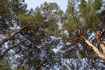 Crown of relict pine, Pitsunda. Republic of Abkhazia