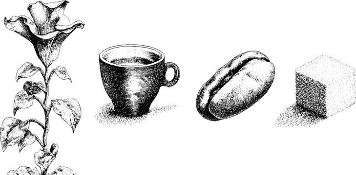 Coffee bean plant and espresso cup with sugar cube and leaf art design