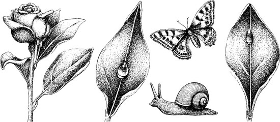 Enchanted nature elements with butterfly dewdrop and leaf design