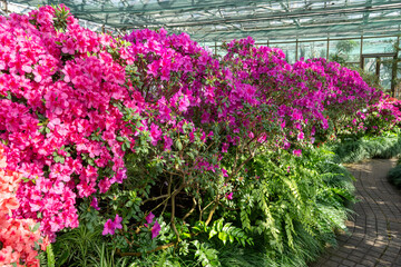 Azalea bud flower. Rhododendron plant in garden. Floral background. Pink bush in greenhouse