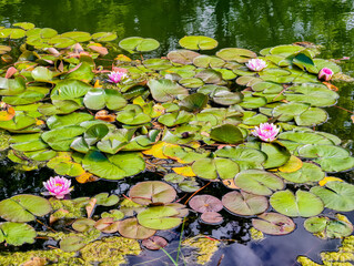 Serene view of pink water lilies blooming across a calm pond. The image captures the natural beauty...