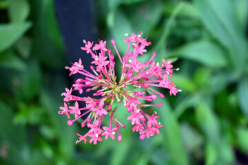 FLOR ZOOM CACTUS TUNAS 