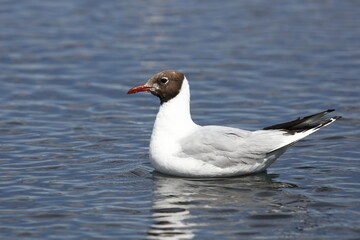 Laughing seagull (Larus ridibundus)