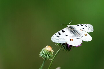 Apollo butterfly (Parnassius apollo), protected