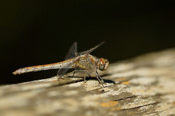 very cryptic dragonfly