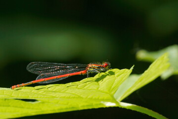 spy demons, dragonfly